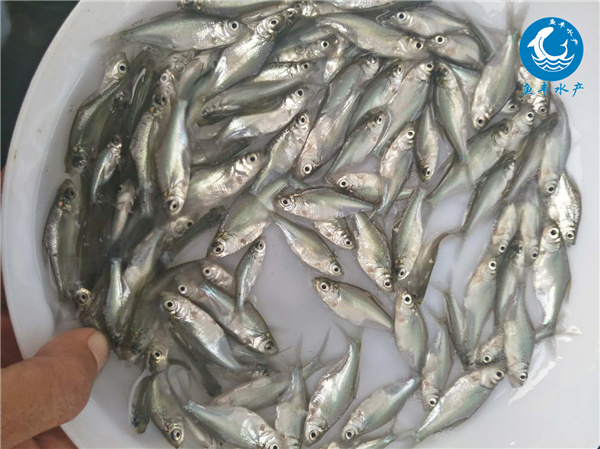 长江的“眼泪”！大量鱤鱼捕食本土鱼类十年禁渔竟是养虎为患？